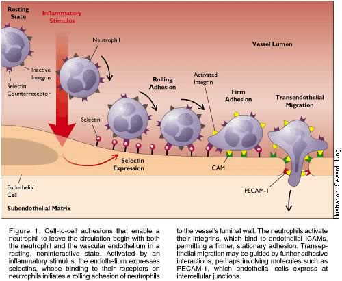 Leukocyte Adhesion Process...
