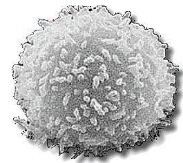 Leukocyte or White Blood Cell - Image Derived from Public Domain Work